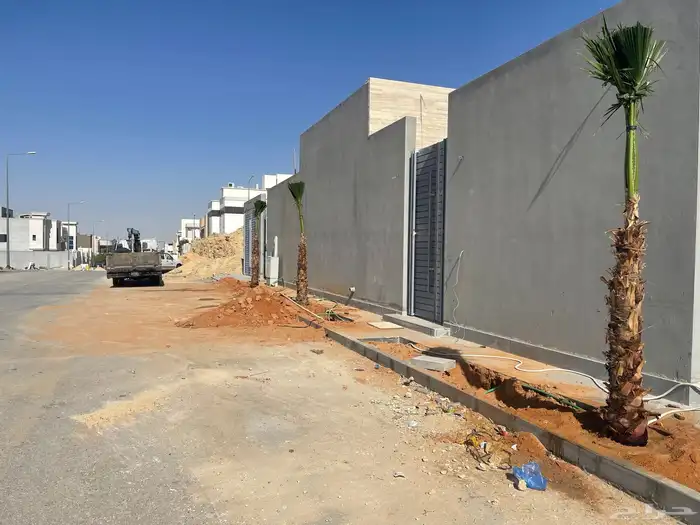 نخيل واشنطونيا للبيع 11