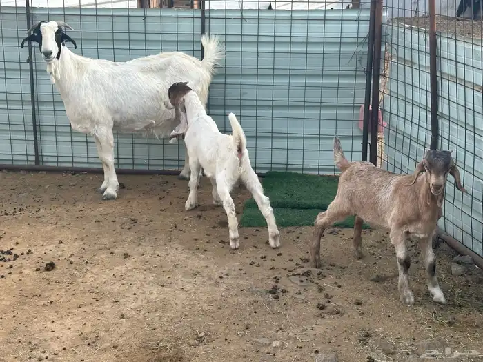 عنز قبرصيه معاها اثنين تيوس بعمر شهرين 2