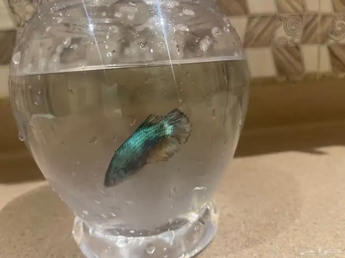 سمك فايتر انثى فايتر 4