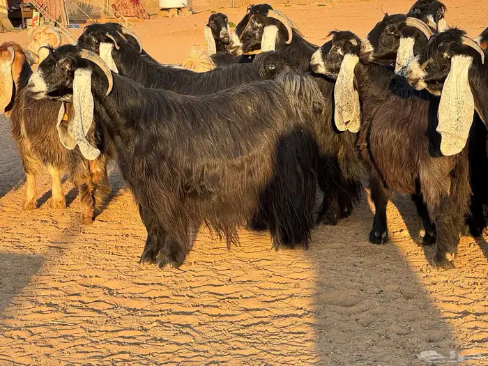 ماعز عوارض صنف فاخر دفيع من مزرعة نوادر 5