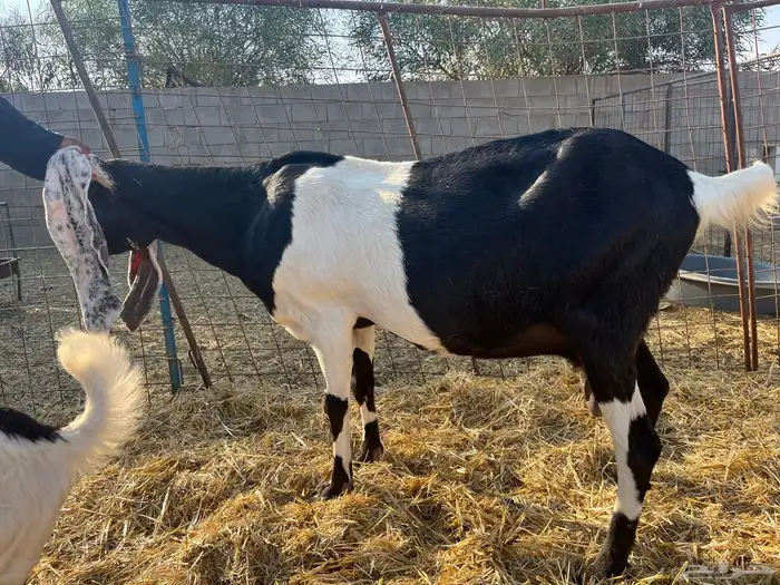 معزى مضاريع جروم وصنف 2