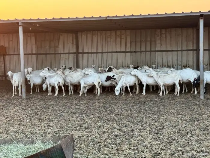 ضان رفيديات خصم دفيع والأغلبية واصلات تولد 0