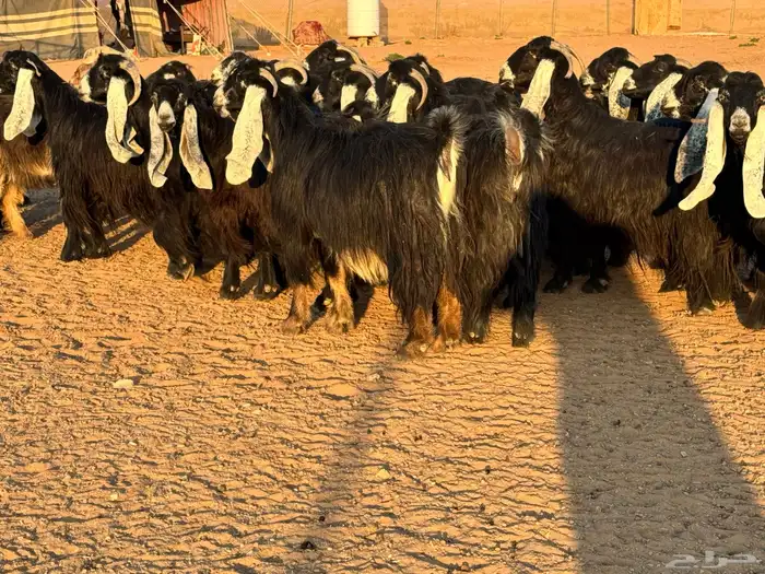 ماعز عوارض صنف فاخر دفيع من مزرعة نوادر 0