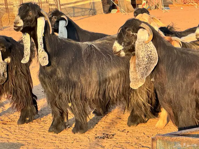 ماعز عوارض صنف فاخر دفيع من مزرعة نوادر 11