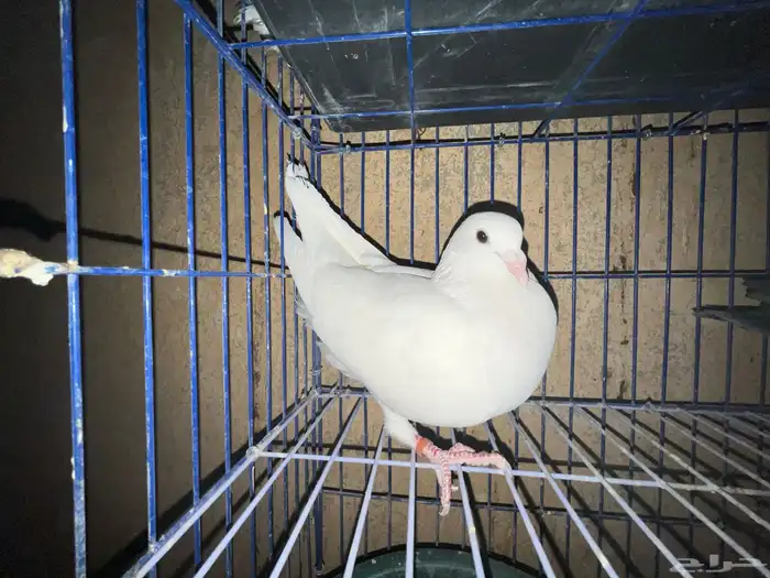 حمام زاجل هولندي 8