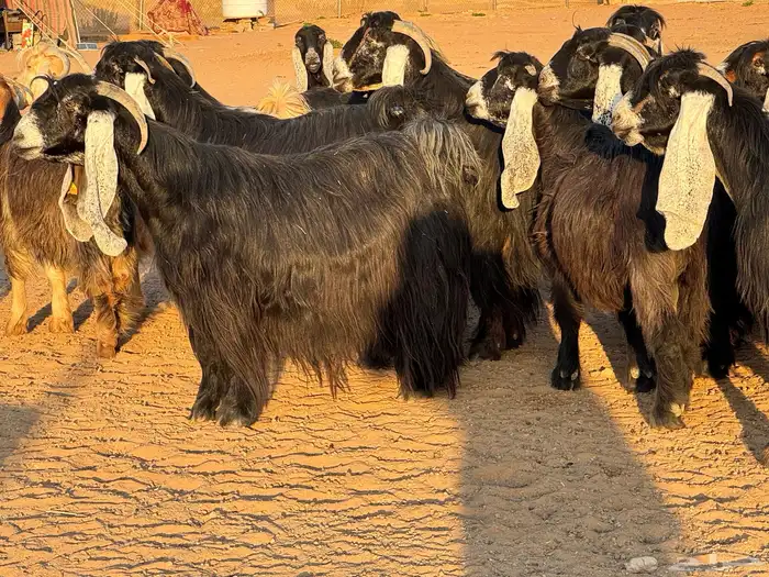 ماعز عوارض صنف فاخر دفيع من مزرعة نوادر 6