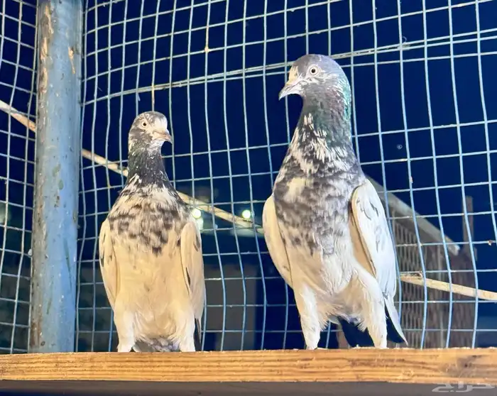 جوز تيدي اساس شرط 0