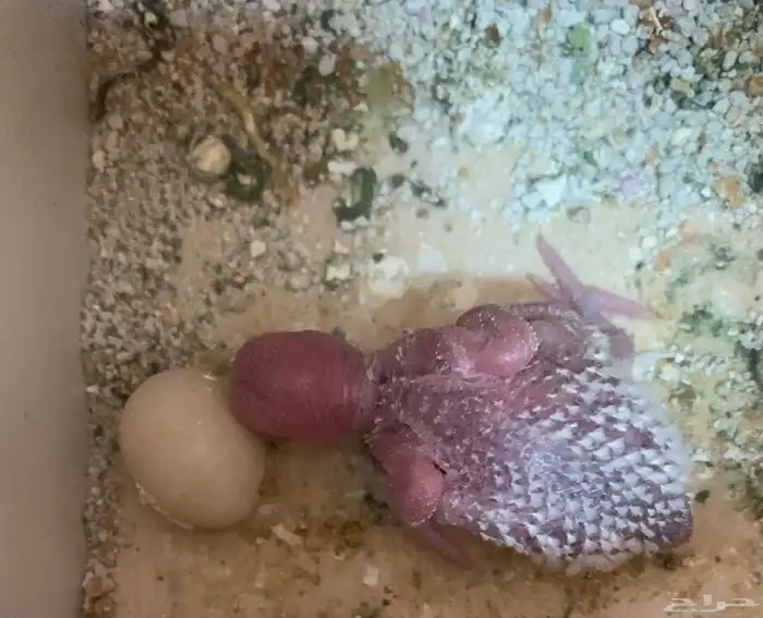 فروخ بادجي لعشاق الغر الحبه 35 او 60 شامل ملحقات 2