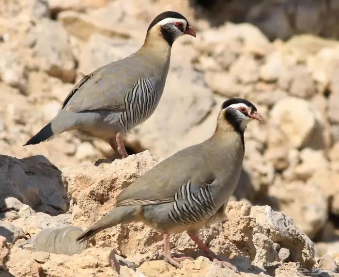 ذكور حجل عربي للبيع 0