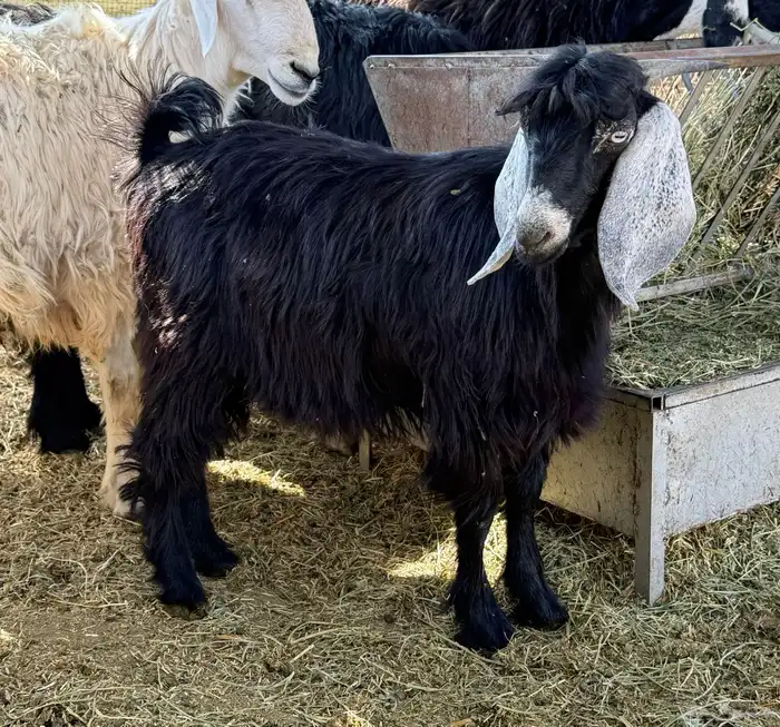 تيس ذبيحة ثلاجة 1