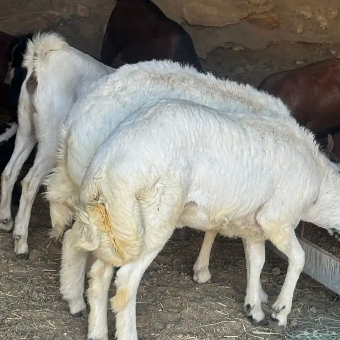 خروفين كفو شرط 1