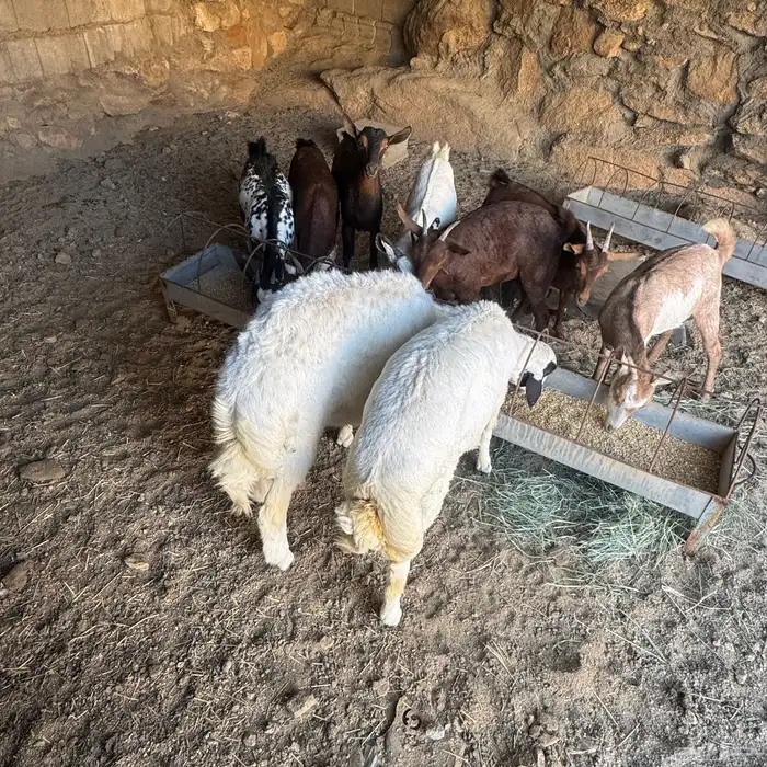 خروفين كفو شرط 3