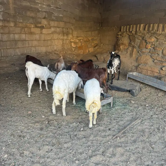 خروفين كفو شرط 2