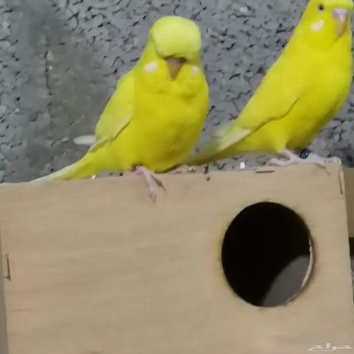 الجله وتبراك طريق النطاش 3