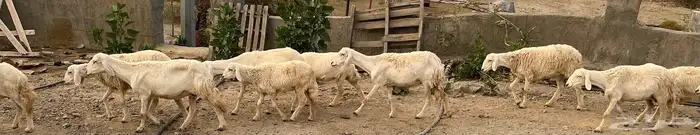 مراح  غنم حري حريه  ومعزا 5