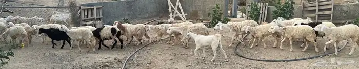 مراح  غنم حري حريه  ومعزا 0