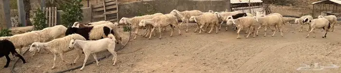 مراح  غنم حري حريه  ومعزا 1