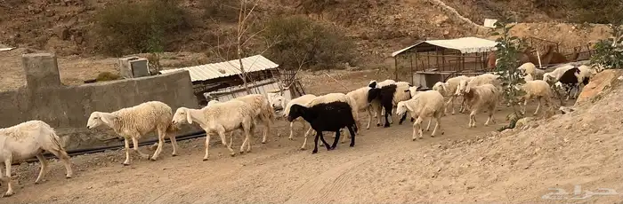 مراح  غنم حري حريه  ومعزا 4