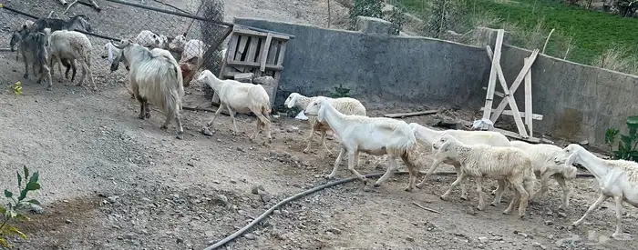 مراح  غنم حري حريه  ومعزا 2