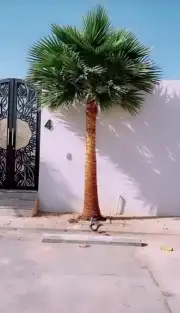 نخل واشنطني واشنطوانيا زينه للبيع 2