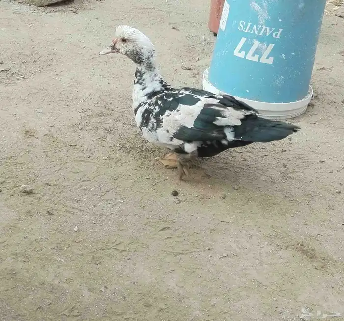 بط بلدي للبيع 3