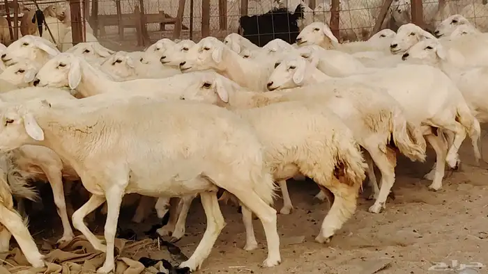 غنم حريه مراح 78رأس دفيع ومضاريع ضان طيبه بالحيل 32