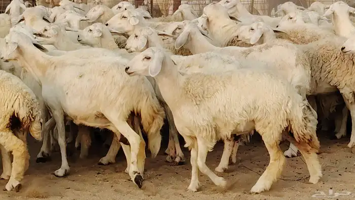 غنم حريه مراح 78رأس دفيع ومضاريع ضان طيبه بالحيل 18