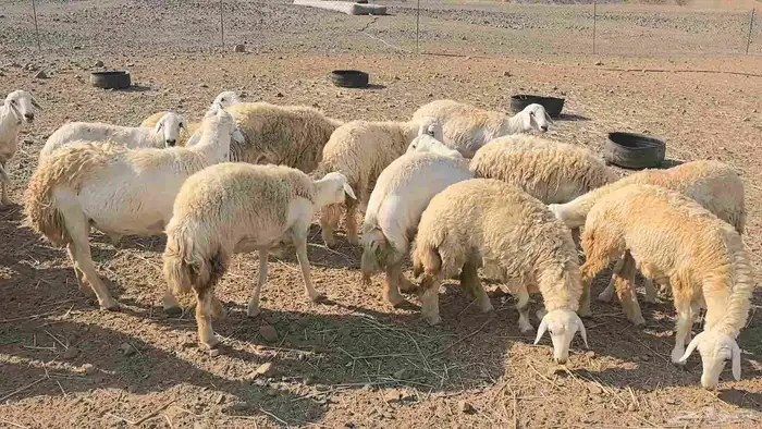 50 ضان حريت حرش منوة القناي 10