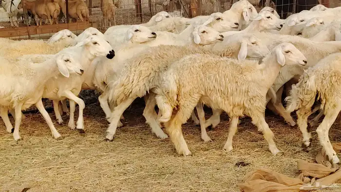 غنم حريه مراح 78رأس دفيع ومضاريع ضان طيبه بالحيل 2