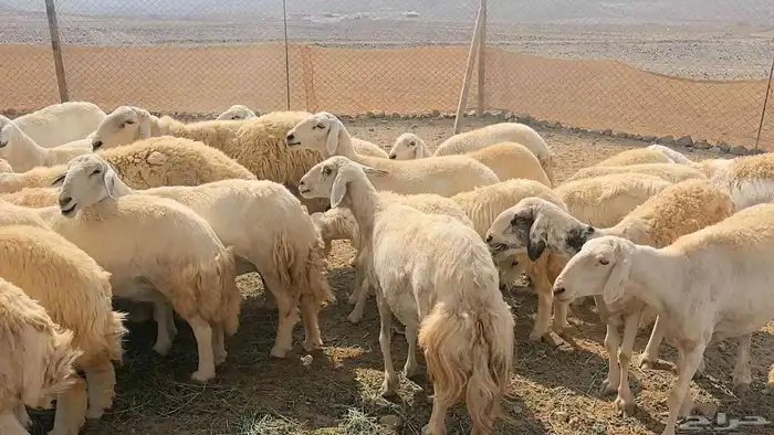 35 ضان حريات دفيع ومضاريع 6