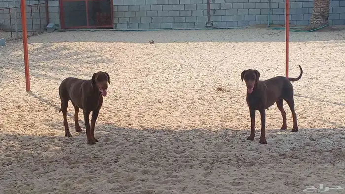 كلاب دوبر مان 2