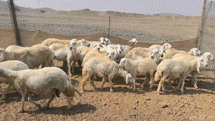 35 ضان حريات دفيع ومضاريع 23