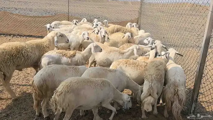 35 ضان حريات دفيع ومضاريع 18