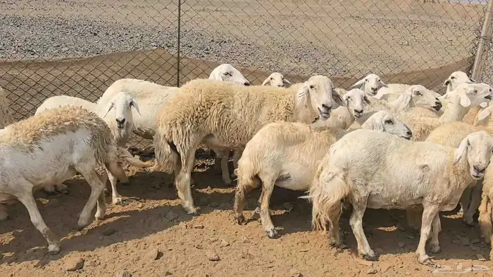 35 ضان حريات دفيع ومضاريع 28