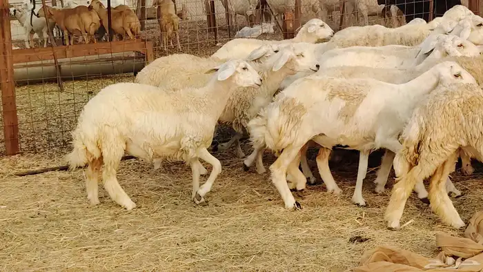 غنم حريه مراح 78رأس دفيع ومضاريع ضان طيبه بالحيل 25