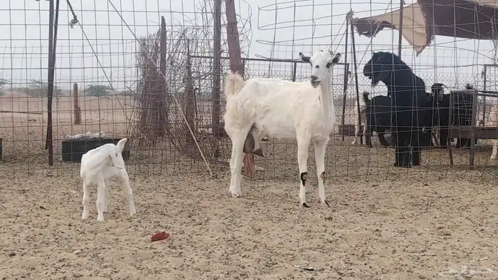 عنز خلفه تحتها تيس 5