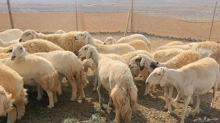 35 ضان حريات دفيع ومضاريع 7