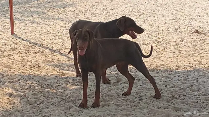 كلاب دوبر مان 1