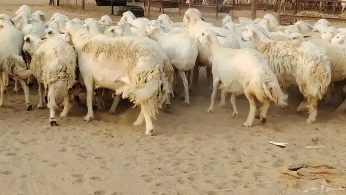 غنم حريه مراح 78رأس دفيع ومضاريع ضان طيبه بالحيل 15