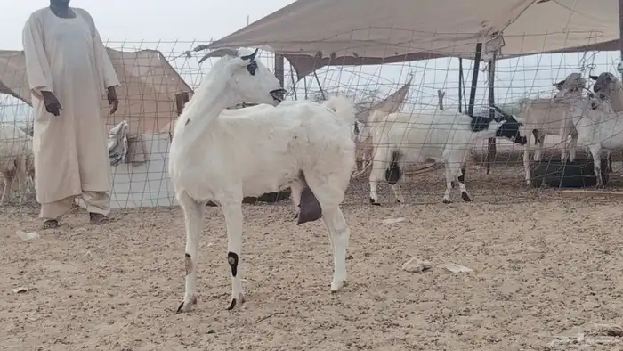 عنز خلفه تحتها تيس 6