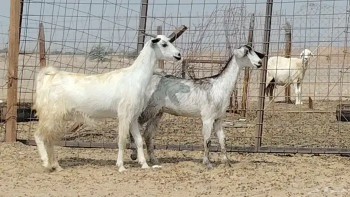 معزه للبيع 2 9