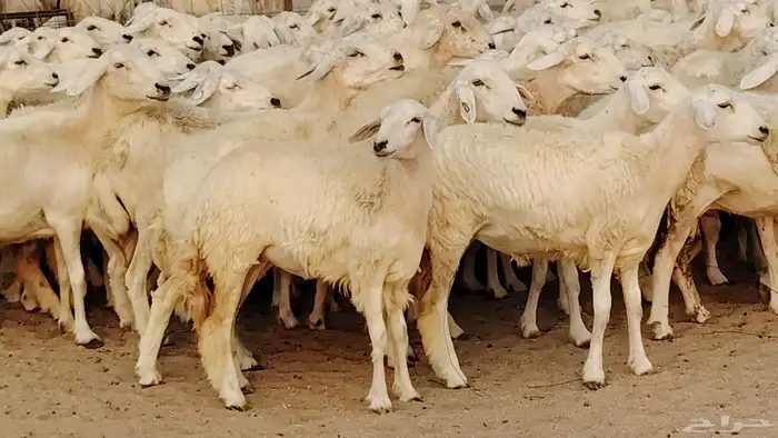 غنم حريه مراح 78رأس دفيع ومضاريع ضان طيبه بالحيل 17