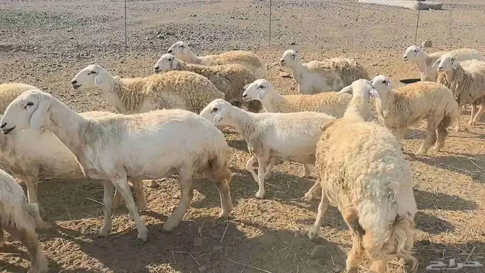 50 ضان حريت حرش منوة القناي 4