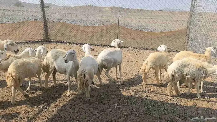 35 ضان حريات دفيع ومضاريع 15