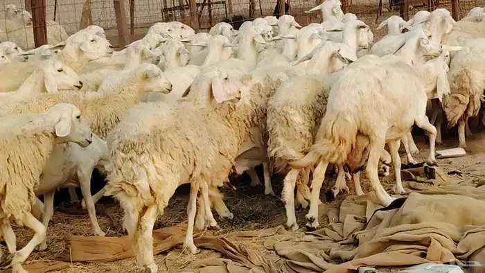 غنم حريه مراح 78رأس دفيع ومضاريع ضان طيبه بالحيل 9