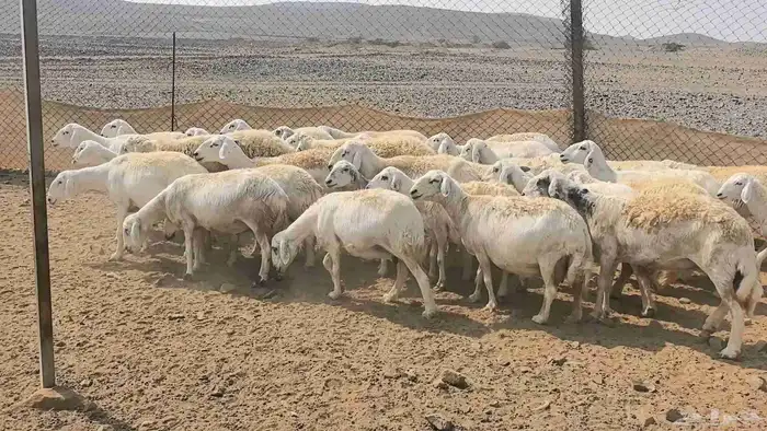 35 ضان حريات دفيع ومضاريع 25