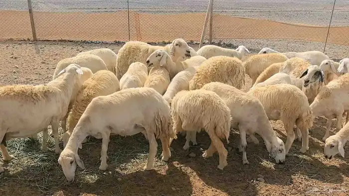 35 ضان حريات دفيع ومضاريع 5