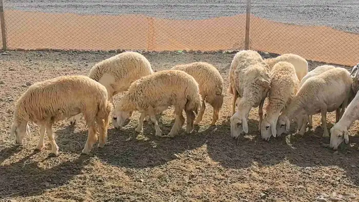 50 ضان حريت حرش منوة القناي 2