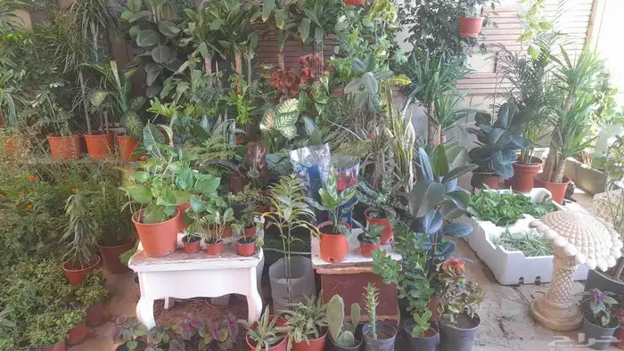 منسق حدائق وتركيب جميع شبكات الري العادي والاتمتك 9