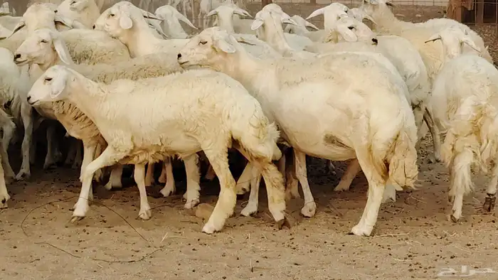 غنم حريه مراح 78رأس دفيع ومضاريع ضان طيبه بالحيل 34